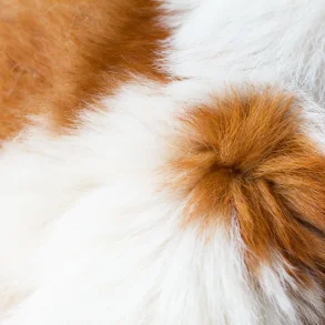 Loppe -og flåt midler